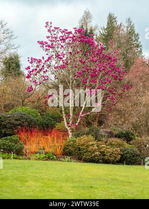 Jardin du printemps au Garden House, Devon, avec Magnolia « Shirazz » et Cornus « Amy's Midwinter Orange » Banque D'Images