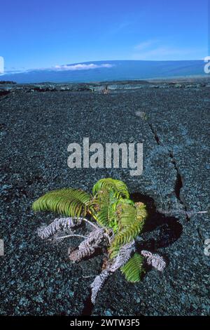 Nouvelle plante de croissance poussant dans des fissures dans la lave de septembre 1982 coulée de lave, prise en 1998, Crater Rim Drive, Hawai'i Volcanoes National Park, Hawaii, Ha Banque D'Images