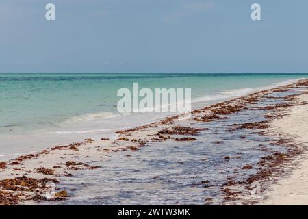 Sargasses à la plage d'eau turquoise magnifique dans les Caraïbes Banque D'Images