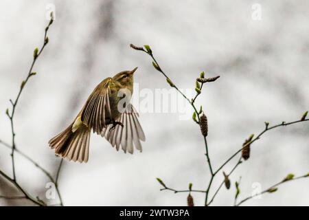 Brittens Pond, Worplesdon. 19 mars 2024. Temps nuageux mais lumineux à travers les Home Counties ce matin. Un chiffchaff commun (phylloscopus collybita) en vol à Brittens Pond à Worpleson, près de Guildford, dans le Surrey. Crédit : james jagger/Alamy Live News Banque D'Images