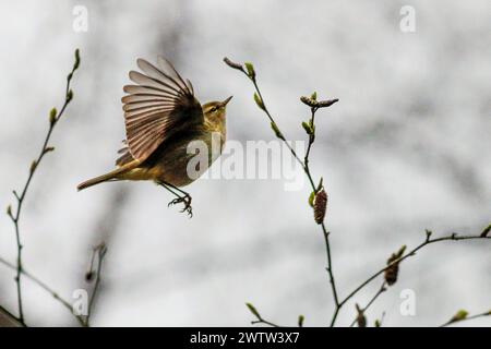 Brittens Pond, Worplesdon. 19 mars 2024. Temps nuageux mais lumineux à travers les Home Counties ce matin. Un chiffchaff commun (phylloscopus collybita) en vol à Brittens Pond à Worpleson, près de Guildford, dans le Surrey. Crédit : james jagger/Alamy Live News Banque D'Images