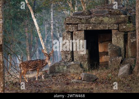 Chital ou Cheetal - axe de l'axe également repéré cerf, originaire du sous-continent indien, portrait dans la jungle indienne avec ancien temple antique, mâle adulte Banque D'Images