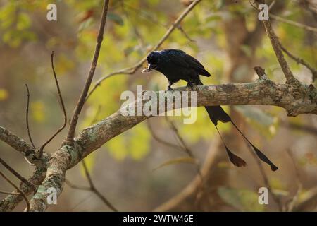 Plus grand Drongo à queue raquette - Dicrurus paradiseus, oiseau asiatique avec des plumes de queue extérieures allongées avec sangle limitée aux pointes, famille Dicrurid Banque D'Images