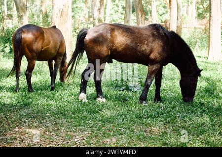 les chevaux bruns paissent dans une forêt verdoyante dans une clairière avec de l'herbe luxuriante parmi de grands arbres Banque D'Images