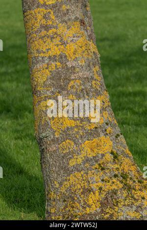 Lichen jaune sur un tronc d'arbre. Banque D'Images