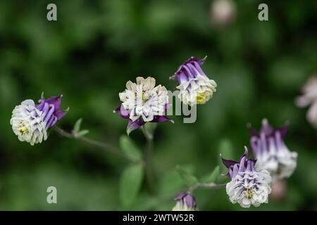 Fleurs doubles Aquilegia - 'Winky Purple-White'. Aussi connu sous le nom de 'Grannys Bonnet' et 'Columbine'. Banque D'Images