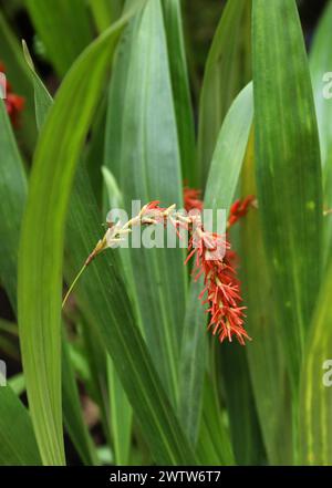Orchidée, Dendrochilum coccineum, Coelogyninae, Orchidaceae. Banque D'Images