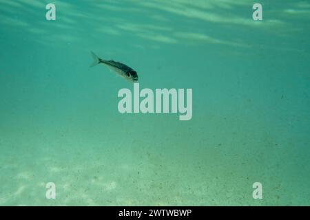Un minuscule poisson nageant dans des eaux peu profondes, ensoleillé, France, océan. Photo de haute qualité Banque D'Images