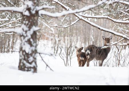 Cerf Sika, biche et faon dans le paysage forestier d'hiver Banque D'Images