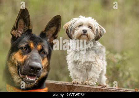 Portrait d'un berger allemand et d'un petit chien blanc croisé devant un fond bokeh naturel vert Banque D'Images