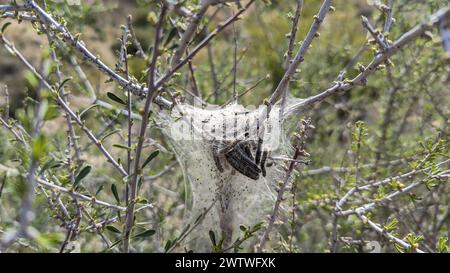 Gros plan des chenilles Western Tent Hatchling larves dans un buisson désertique en Californie Banque D'Images