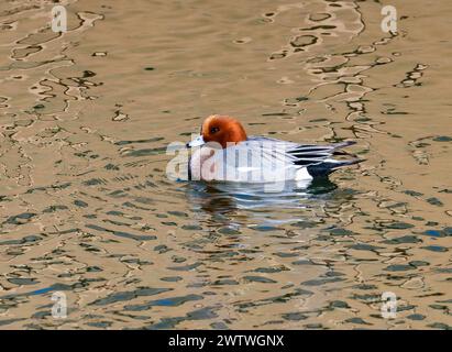 Wigeon eurasien mâle (Mareca penelope) nageant dans un étang. Tokyo, Japon. Banque D'Images