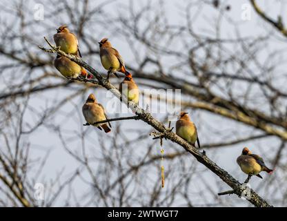 Cires japonaises colorées (Bombycilla japonica) perchées sur un arbre. Nagano, Japon. Banque D'Images