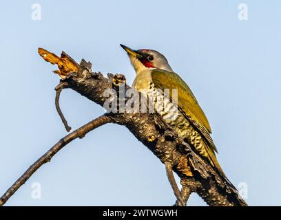 Un pic japonais (Picus awokera) perché sur un arbre. Japon. Banque D'Images