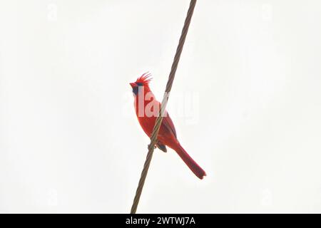 Cardinal rouge du nord perché sur un fil en chantant. Banque D'Images