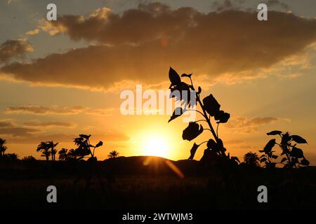 Le Caire. 19 mars 2024. Cette photo prise le 19 mars 2024 montre des tournesols près de la pyramide Bent à Gizeh, en Égypte. Crédit : Wang Dongzhen/Xinhua/Alamy Live News Banque D'Images