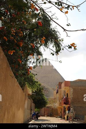 Le Caire. 19 mars 2024. Cette photo prise le 19 mars 2024 montre des fleurs en fleurs près de la pyramide de Khoufou à Gizeh, en Égypte. Crédit : Wang Dongzhen/Xinhua/Alamy Live News Banque D'Images