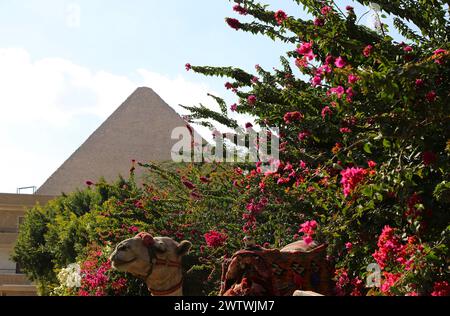 Le Caire. 19 mars 2024. Cette photo prise le 19 mars 2024 montre des fleurs en fleurs près de la pyramide de Khoufou à Gizeh, en Égypte. Crédit : Wang Dongzhen/Xinhua/Alamy Live News Banque D'Images