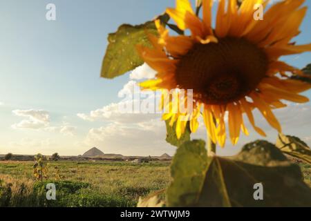 Le Caire. 19 mars 2024. Cette photo prise le 19 mars 2024 montre un tournesol près de la pyramide Bent à Gizeh, en Égypte. Crédit : Sui Xiankai/Xinhua/Alamy Live News Banque D'Images