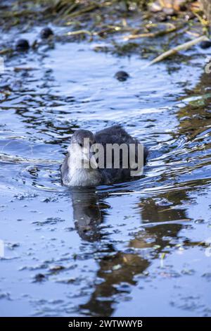 Un jeune coot eurasien, connu scientifiquement sous le nom de Fulica atra, navigue dans les eaux douces d'une zone humide remplie de roseaux. Coot juvénile flottant dans des eaux calmes. Photo de haute qualité Banque D'Images