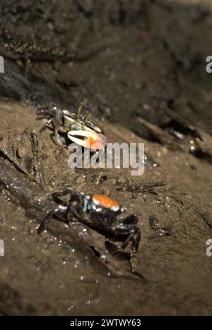 Crabes violonistes (Tubuca coarctata) sur un plat de boue de marée sur la rive de la rivière Cigenter dans l'île Handeuleum, parc national d'Ujung Kulon, Pandeglang, Banten, Indonésie. L’Union internationale pour la conservation de la nature (UICN) conclut que la hausse des températures a conduit, entre autres, à des changements écologiques, comportementaux et physiologiques dans les espèces sauvages et la biodiversité. « En plus de l'augmentation des taux de maladies et de la dégradation des habitats, le changement climatique provoque également des changements dans les espèces elles-mêmes, qui menacent leur survie », ont-ils écrit dans une publication sur IUCN.org. Banque D'Images