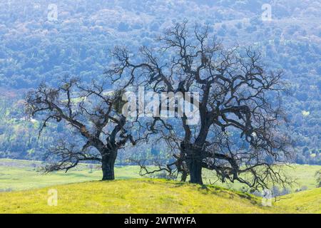 Chênes sur une colline avec fond luxuriant au printemps. Joseph D. Grant County Park, comté de Santa Clara, Californie. Banque D'Images