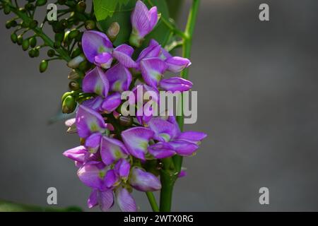 Fleur de Lonchocarpus punctatus sur l'arbre. Le thé obtenu à partir de l'infusion des feuilles est utilisé en médecine traditionnelle pour traiter la toux Banque D'Images