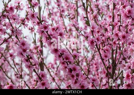 La branche de pêche fleurit en gros plan. De délicates fleurs de printemps roses fleurissent dans le jardin. Fond romantique naturel lumineux. Une pêche rose au soleil. Banque D'Images