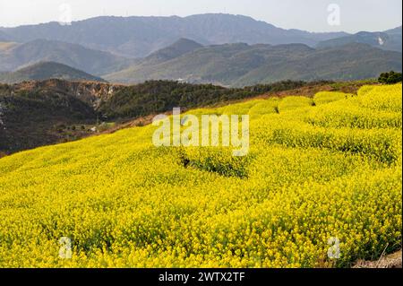 Congjiang, Chine. 20 mars 2024. Une photo aérienne montre le paysage de fleurs de colza sur une base de plantation dans le comté de Congjiang, dans la province du Guizhou du sud-ouest de la Chine, le 19 mars 2024. (Photo de Costfoto/NurPhoto) crédit : NurPhoto SRL/Alamy Live News Banque D'Images