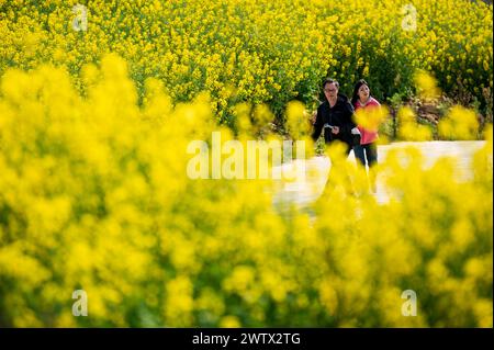 Congjiang, Chine. 20 mars 2024. Une photo aérienne montre le paysage de fleurs de colza sur une base de plantation dans le comté de Congjiang, dans la province du Guizhou du sud-ouest de la Chine, le 19 mars 2024. (Photo de Costfoto/NurPhoto) crédit : NurPhoto SRL/Alamy Live News Banque D'Images