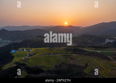 Congjiang, Chine. 20 mars 2024. Une photo aérienne montre le paysage de fleurs de colza sur une base de plantation dans le comté de Congjiang, dans la province du Guizhou du sud-ouest de la Chine, le 19 mars 2024. (Photo de Costfoto/NurPhoto) crédit : NurPhoto SRL/Alamy Live News Banque D'Images