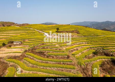 Congjiang, Chine. 20 mars 2024. Une photo aérienne montre le paysage de fleurs de colza sur une base de plantation dans le comté de Congjiang, dans la province du Guizhou du sud-ouest de la Chine, le 19 mars 2024. (Photo de Costfoto/NurPhoto) crédit : NurPhoto SRL/Alamy Live News Banque D'Images