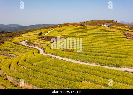 Congjiang, Chine. 20 mars 2024. Une photo aérienne montre le paysage de fleurs de colza sur une base de plantation dans le comté de Congjiang, dans la province du Guizhou du sud-ouest de la Chine, le 19 mars 2024. (Photo de Costfoto/NurPhoto) crédit : NurPhoto SRL/Alamy Live News Banque D'Images