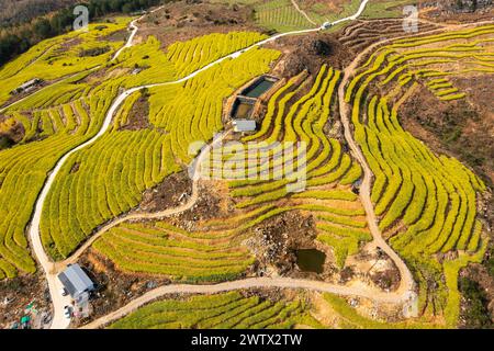 Congjiang, Chine. 20 mars 2024. Une photo aérienne montre le paysage de fleurs de colza sur une base de plantation dans le comté de Congjiang, dans la province du Guizhou du sud-ouest de la Chine, le 19 mars 2024. (Photo de Costfoto/NurPhoto) crédit : NurPhoto SRL/Alamy Live News Banque D'Images