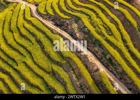 Congjiang, Chine. 20 mars 2024. Une photo aérienne montre le paysage de fleurs de colza sur une base de plantation dans le comté de Congjiang, dans la province du Guizhou du sud-ouest de la Chine, le 19 mars 2024. (Photo de Costfoto/NurPhoto) crédit : NurPhoto SRL/Alamy Live News Banque D'Images