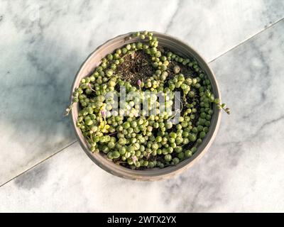 Chaîne de perles panachée plante succulente rare dans un pot Banque D'Images