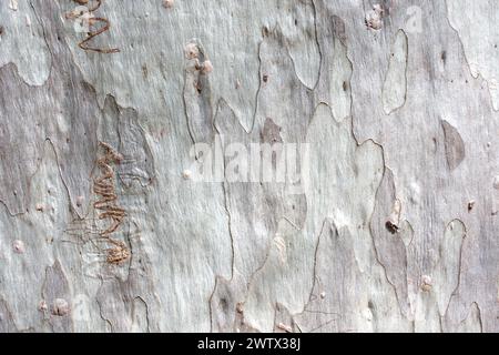 Gros plan de l'écorce grise texturée d'un eucalyptus à feuilles étroites (eucalyptus racemosa) dans le Queensland, en Australie Banque D'Images