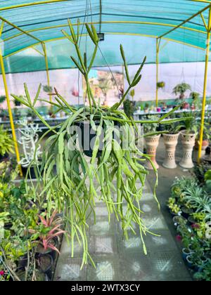 Rhipsalis micrantha plante de cactus suspendue poussant dans un pot suspendu Banque D'Images