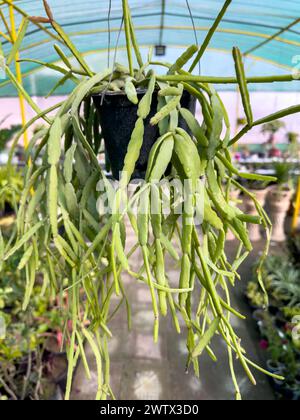 Cactus épiphyte de Rhipsalis en gros plan en pot suspendu Banque D'Images