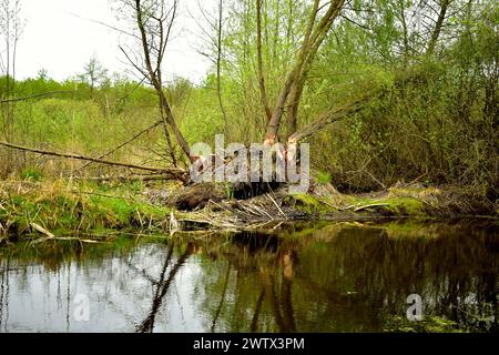 Une rivière étroite coule à travers la forêt de feuillus, dont les rives sont envahies par l'herbe. Banque D'Images