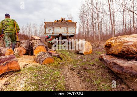 Bois, souches d'arbres fraîchement coupées sur le sol forestier et chargées dans la remorque, texture du bois d'œuvre, bois, bois dur, bois de chauffage Banque D'Images