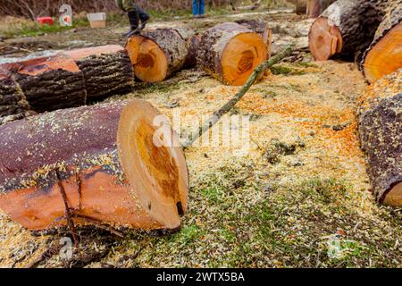 Bois, souches d'arbres fraîchement coupées sur le sol forestier, texture du bois d'œuvre, bois, bois dur, bois de chauffage Banque D'Images