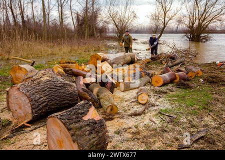 Bois, souches d'arbres fraîchement coupées sur le sol forestier, texture du bois d'œuvre, bois, bois dur, bois de chauffage placé sur la côte près de la rivière. Banque D'Images