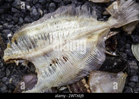 Détail du poisson gaspillé et jeté dans la poubelle, la nourriture gâtée Banque D'Images