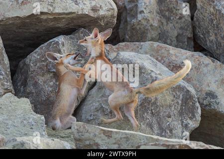 Les deux jeunes renards rouges arabes dans une zone rocheuse s'engagent dans une pièce de théâtre Banque D'Images