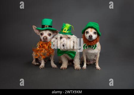 Havanais, Chihuahua et Cheagle assis côte à côte vêtus de tenues de la St Patrick Banque D'Images
