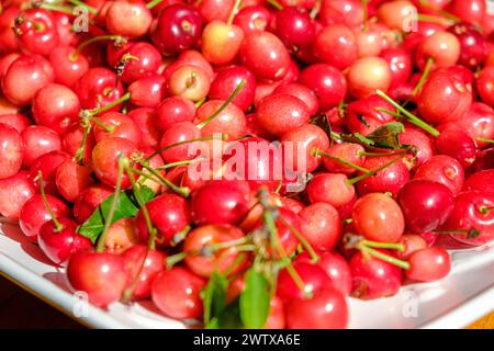 mise au point sélective, cerises fraîchement cueillies. Agriculture biologique, concept de fruits de printemps Banque D'Images