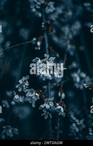 Une vue sombre en gros plan d'abondantes fleurs en fleurs sur les branches d'arbres Banque D'Images