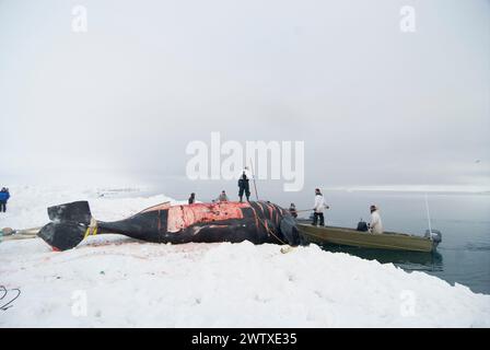 Baleiniers de subsistance Inupiaq la baleine boréale capture sur la banquise pendant la saison baleinière printanière mer Tchoukchi au large du village côtier d'Utqiagvik Alaska Banque D'Images