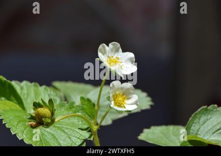 Fotografías macro de flores, árboles y animales. Distintos paisajes. Banque D'Images